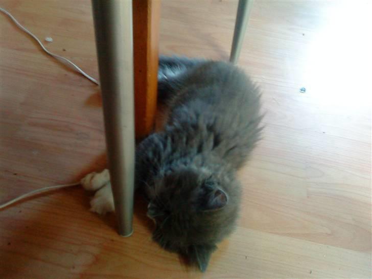 Norsk Skovkat Bella billede 5