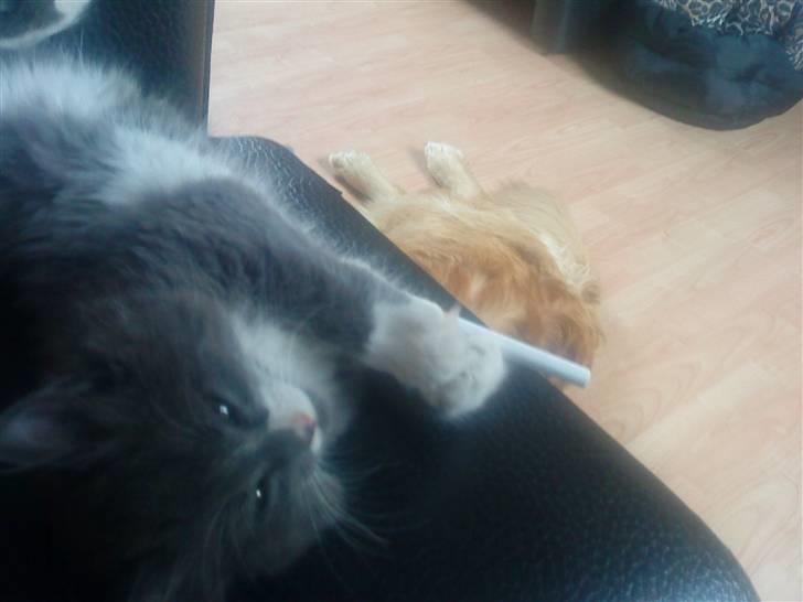 Norsk Skovkat Bella billede 6