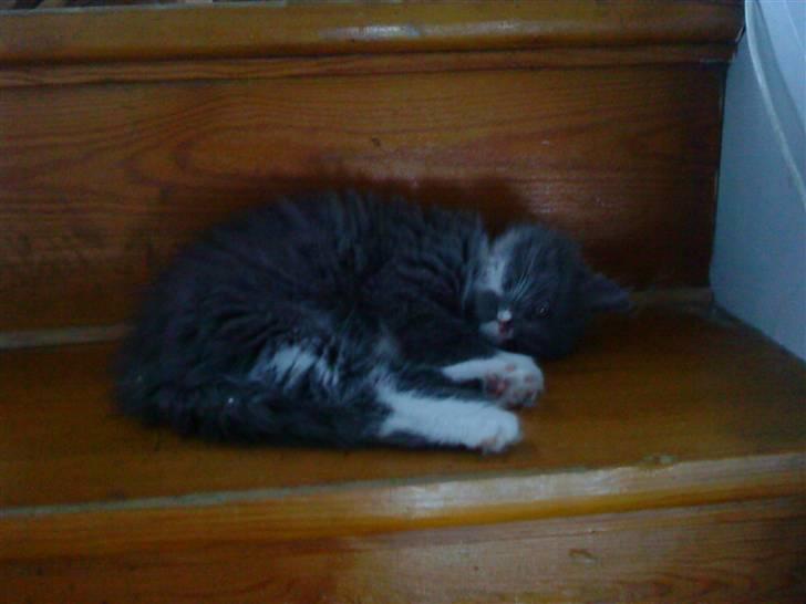 Norsk Skovkat Bella billede 7