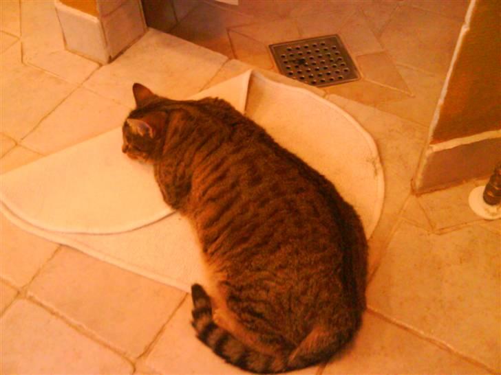 Huskat molly(væk) billede 5