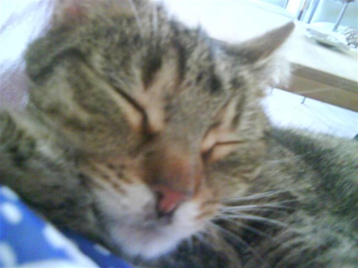 Huskat molly(væk) billede 6