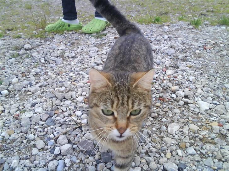 Huskat molly(væk) billede 7