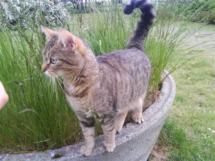 Huskat molly(væk) billede 8