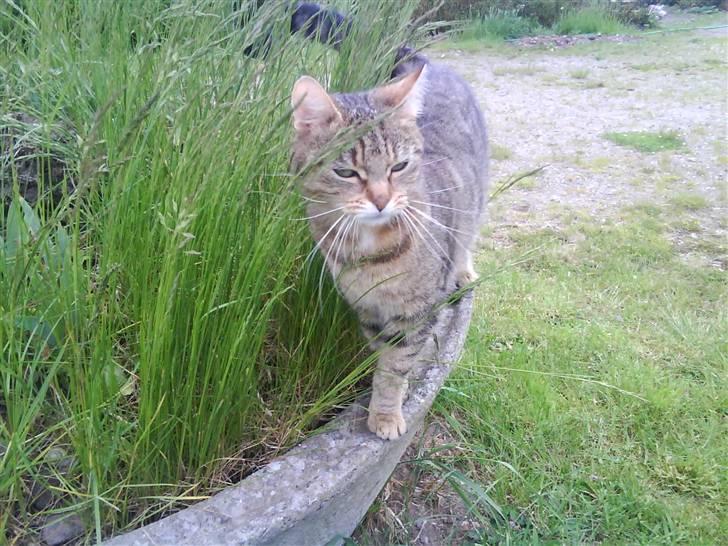 Huskat molly(væk) billede 9