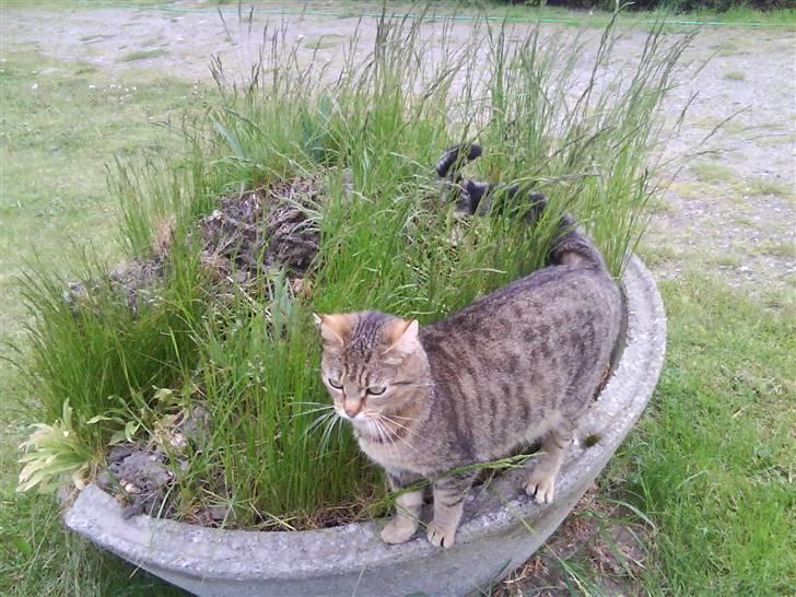 Huskat molly(væk) billede 10