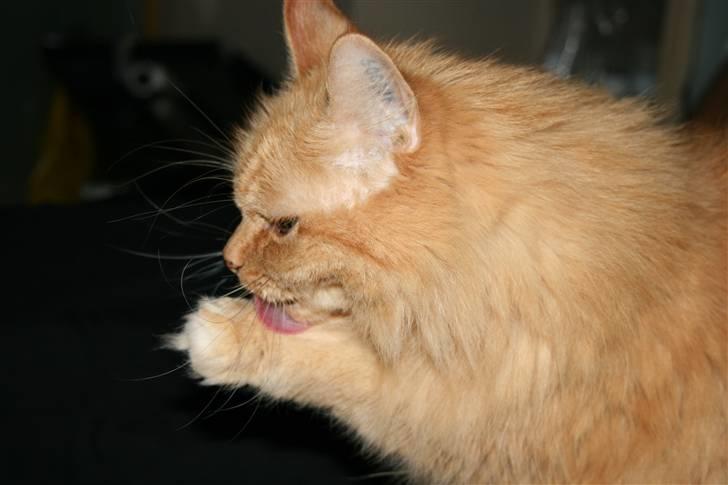 Blanding af racer Miramis 1994-2011 † billede 12