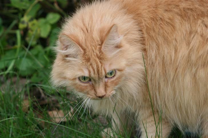 Blanding af racer Miramis 1994-2011 † billede 13