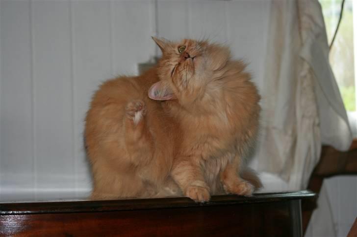 Blanding af racer Miramis 1994-2011 † billede 14