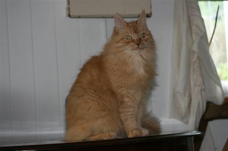 Blanding af racer Miramis 1994-2011 † billede 15