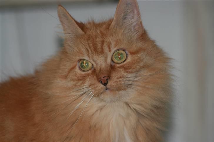 Blanding af racer Miramis 1994-2011 † billede 16