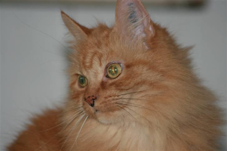 Blanding af racer Miramis 1994-2011 † billede 18