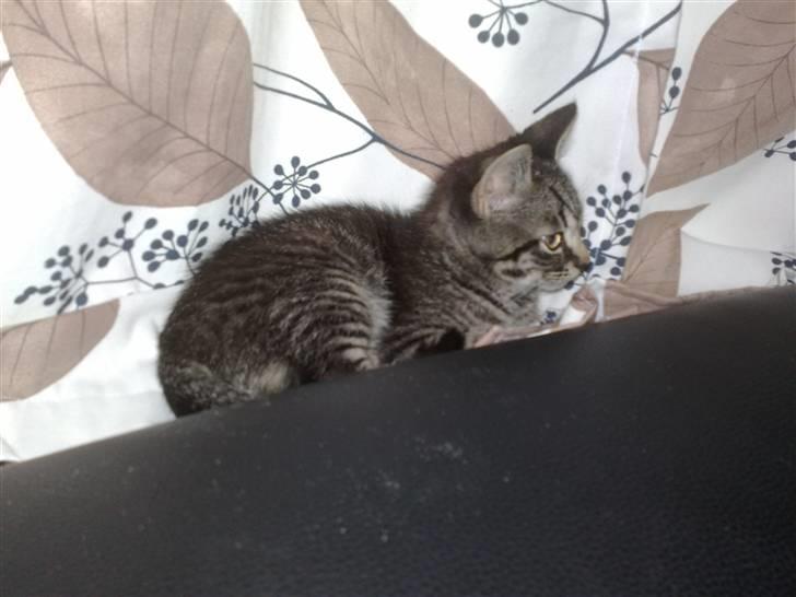 Huskat Agent 00knurhår billede 1