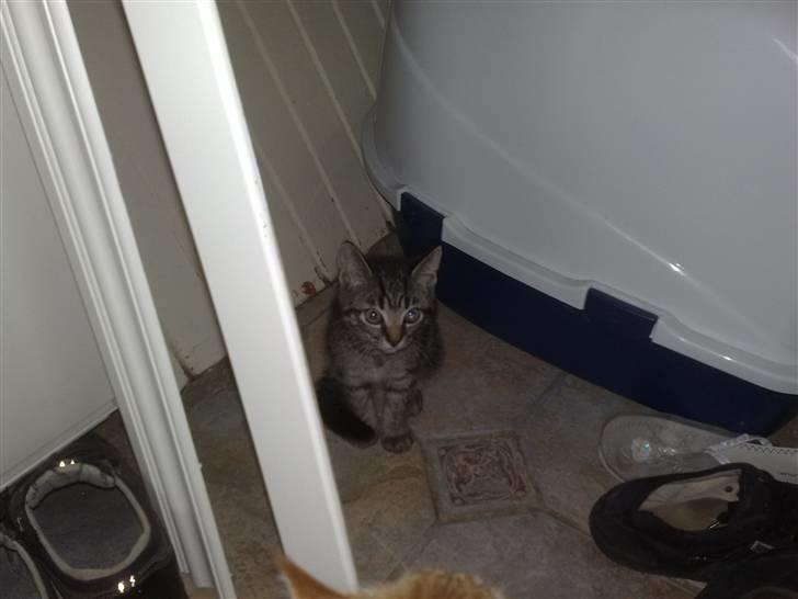 Huskat Agent 00knurhår billede 2