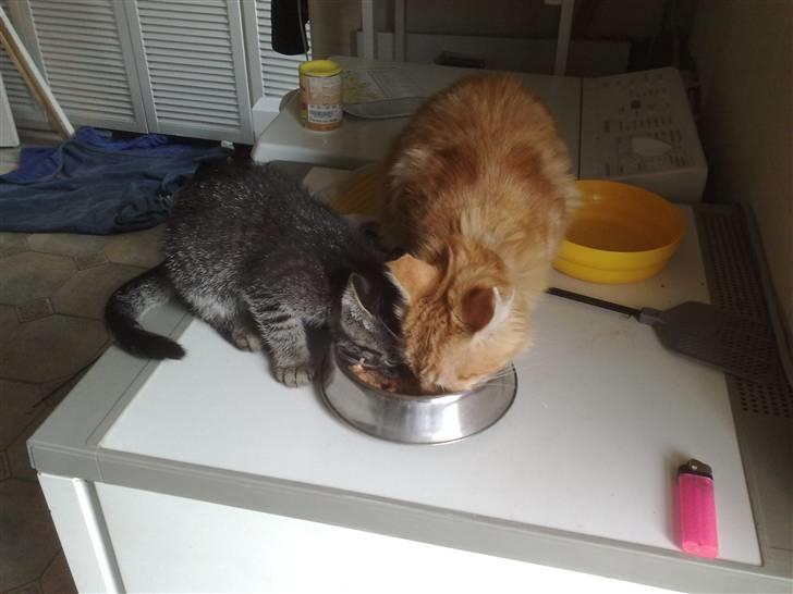 Huskat Agent 00knurhår billede 3