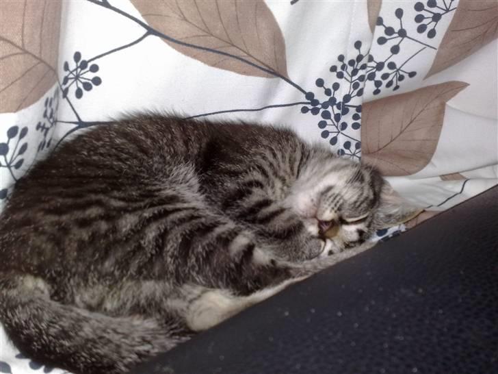 Huskat Agent 00knurhår billede 4