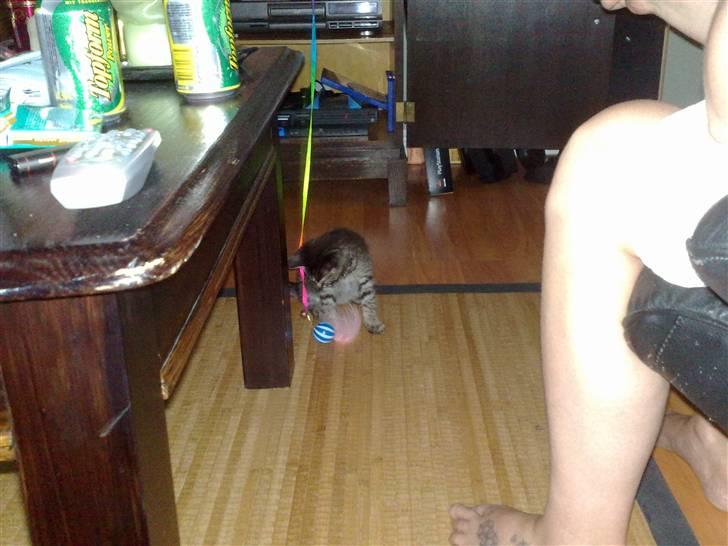 Huskat Agent 00knurhår billede 5