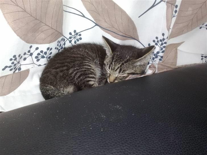 Huskat Agent 00knurhår billede 6