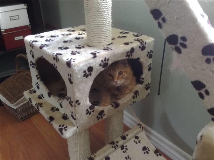 Maine Coon Orla billede 6