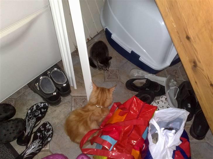 Maine Coon Orla billede 7