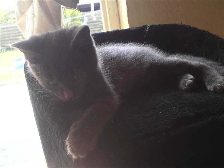 Huskat Bølle ( Død )  - jeq er da for lækker ? [: billede 1