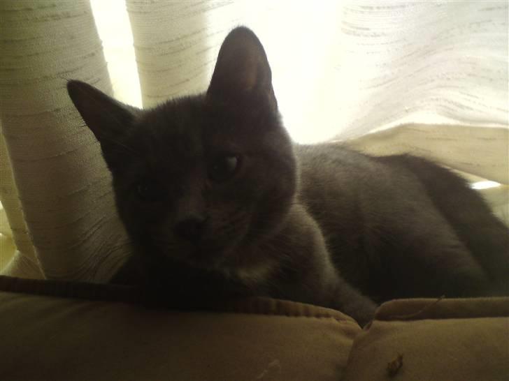 Huskat Bølle ( Død )  billede 2