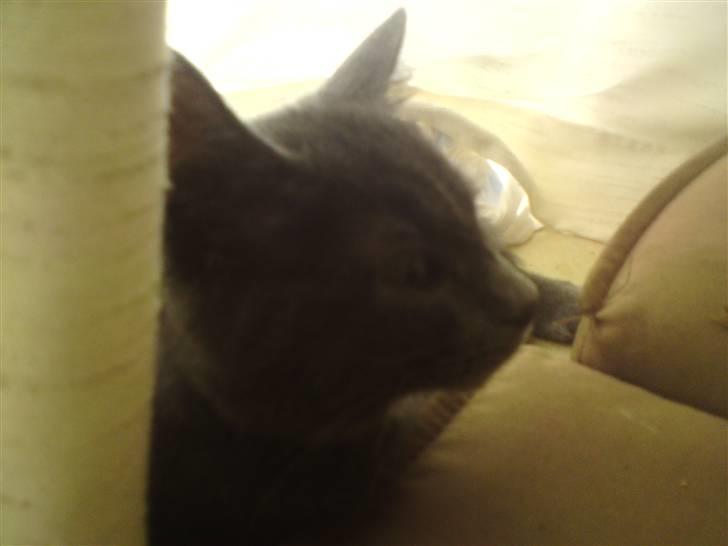 Huskat Bølle ( Død )  billede 3