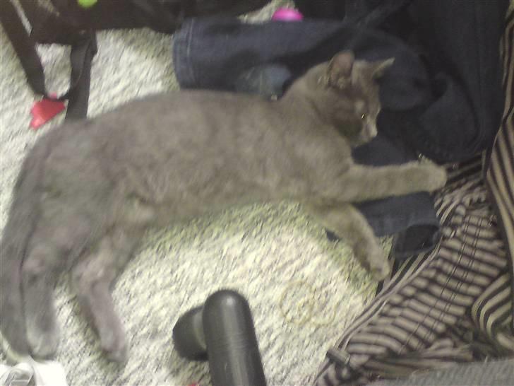 Huskat Bølle ( Død )  billede 4