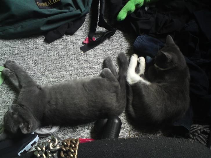 Huskat Bølle ( Død )  - Brødrene! <3 billede 5