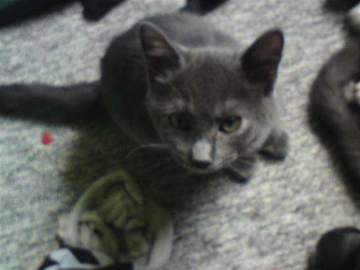 Huskat Bølle ( Død )  - hmmm hvad er det mon du laver? billede 6