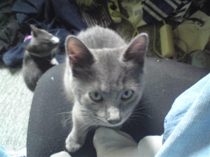 Huskat Bølle ( Død )  billede 7