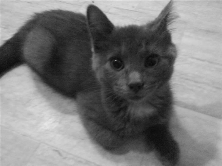 Huskat Bølle ( Død )  billede 8