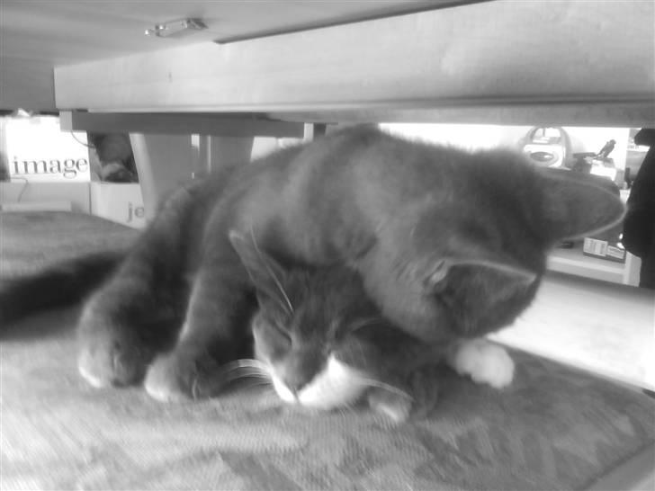 Huskat Bølle ( Død )  billede 10