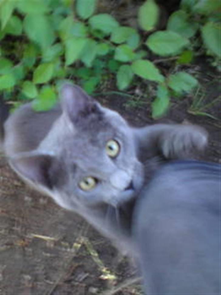 Blanding af racer Bella billede 1