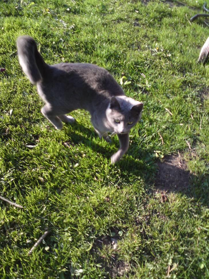 Blanding af racer Bella billede 2