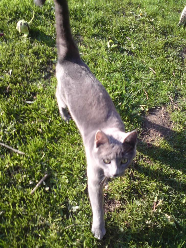 Blanding af racer Bella billede 3