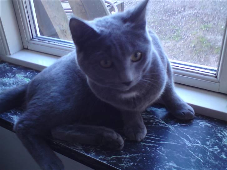 Blanding af racer Bella billede 4