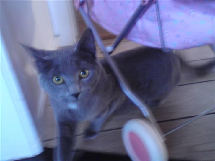 Blanding af racer Bella billede 5