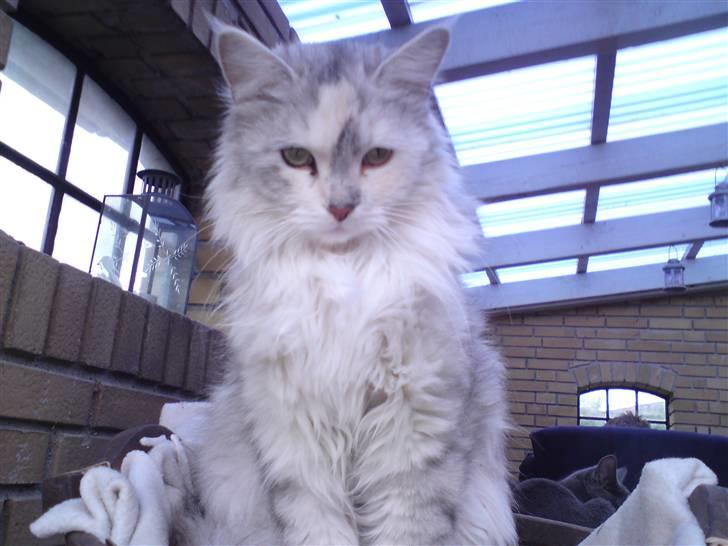 Blanding af racer Freja billede 1