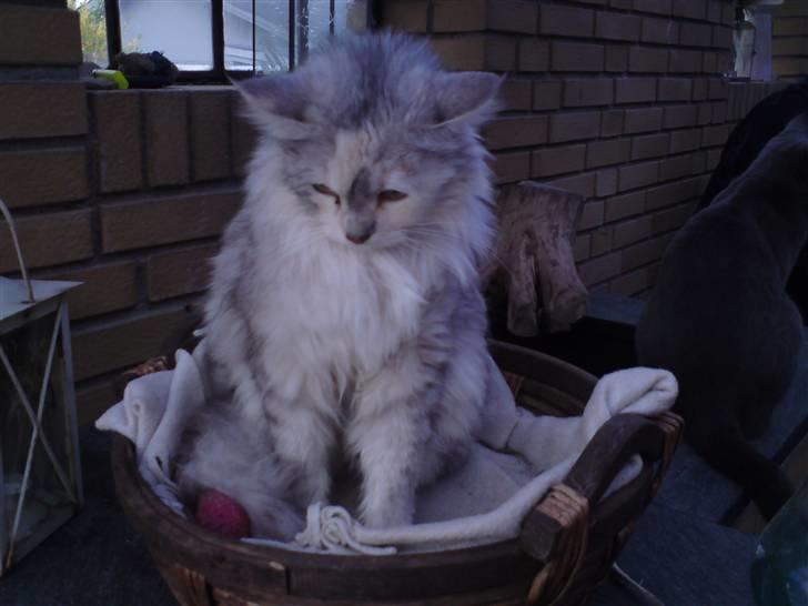 Blanding af racer Freja - Meget glad for bolden billede 2