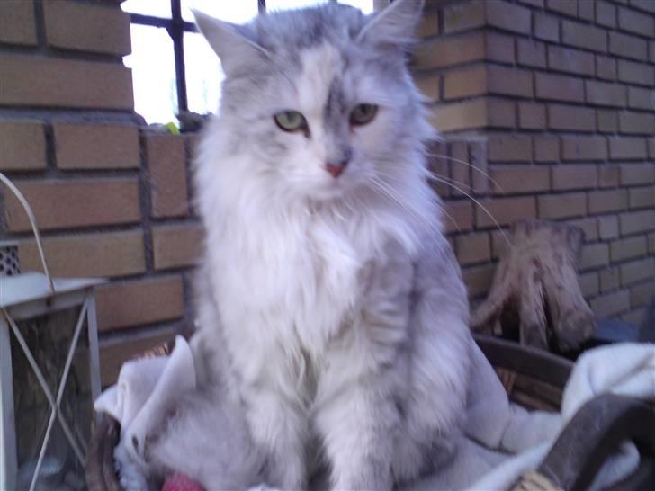 Blanding af racer Freja billede 3