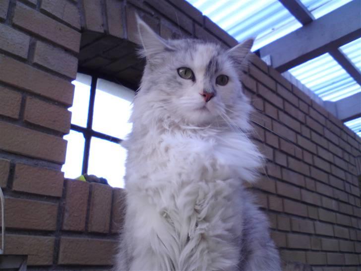 Blanding af racer Freja billede 4