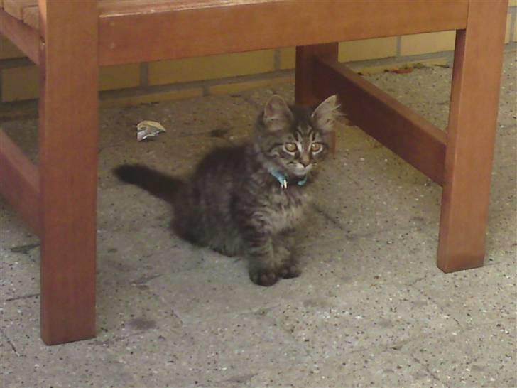 Norsk Skovkat Tarzan R.I.P - så er jeg ude og på opdagelse billede 5