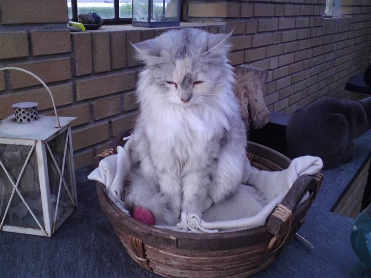 Blanding af racer Freja - Hun elsker virkelig sin kurv billede 5