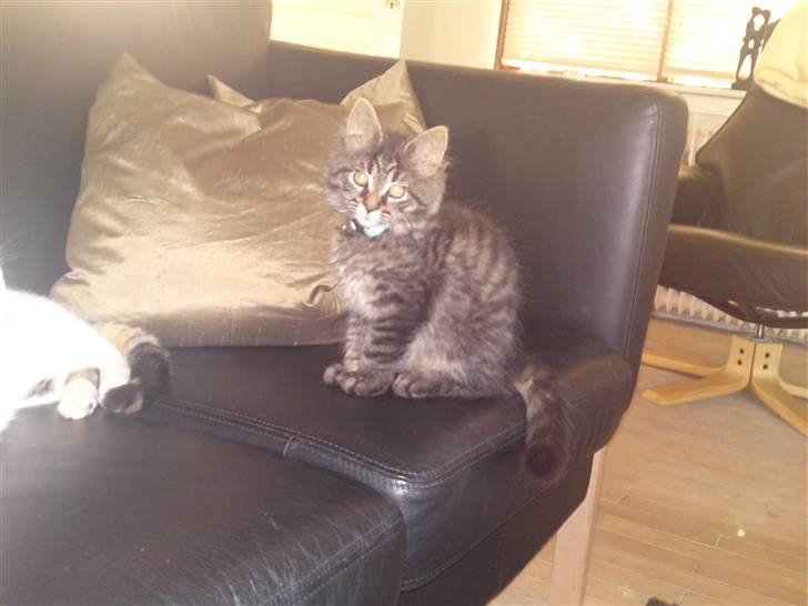 Norsk Skovkat Tarzan R.I.P - er gør ikke noget jeg ikke må billede 6