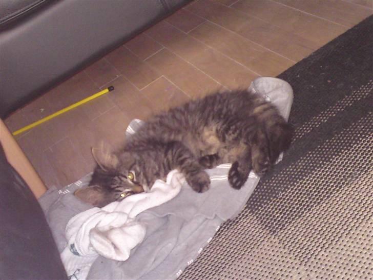 Norsk Skovkat Tarzan R.I.P - så dejlig og ligge i alt tøjet billede 7