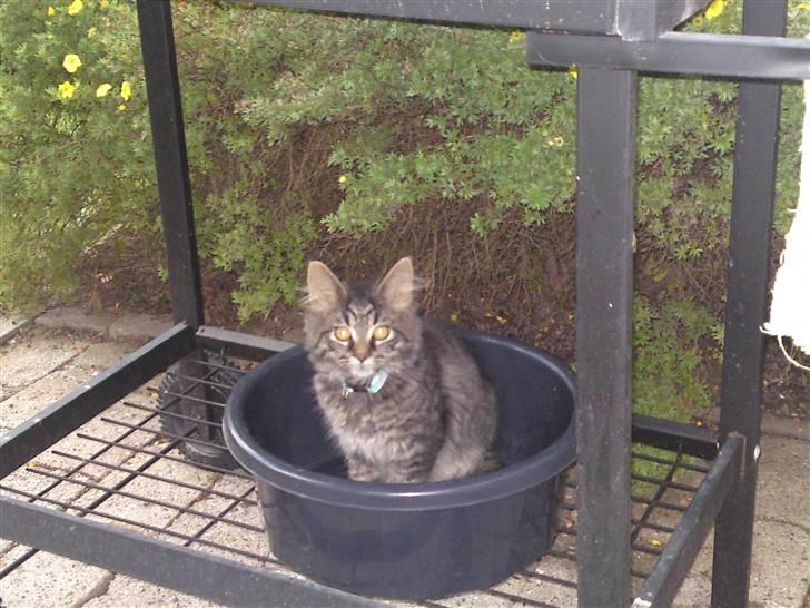 Norsk Skovkat Tarzan R.I.P - skulle lige se hvad det var for noget billede 8