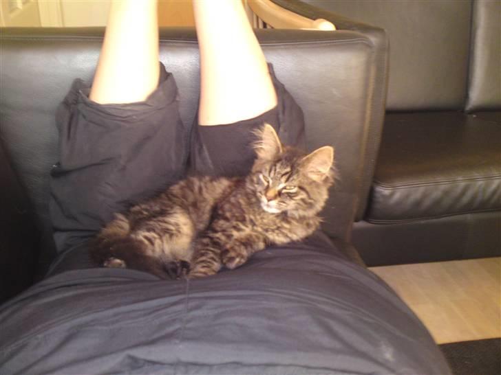 Norsk Skovkat Tarzan R.I.P - så dejlig og hyggeligt og ligge her billede 9