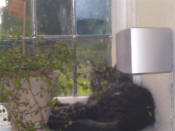 Norsk Skovkat Tarzan R.I.P - elsker og sove i viduet billede 10