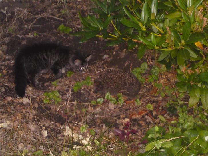 Norsk Skovkat Tarzan R.I.P - hvad er det her da for noget ? billede 11