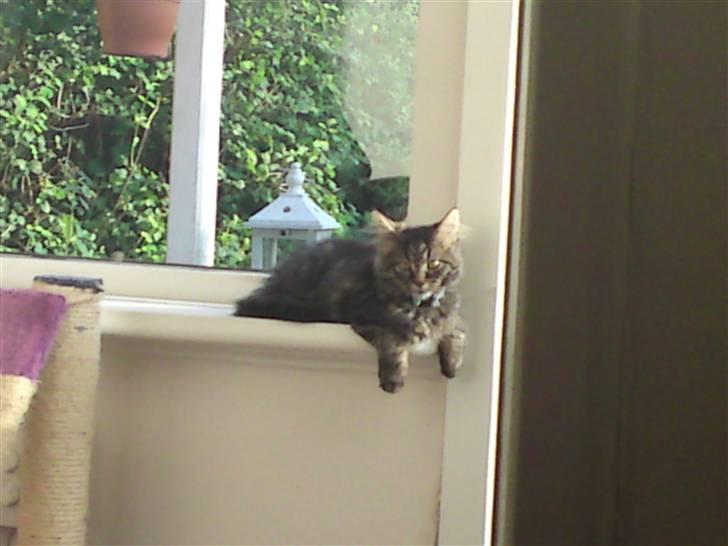 Norsk Skovkat Tarzan R.I.P - hehe kigger lige ud billede 12